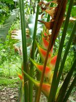 Indianerreservat Guatuso