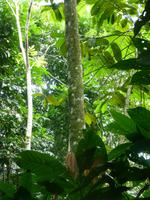 Indianerreservat Guatuso