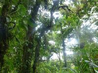 Nebelwaldreservat Santa Elena