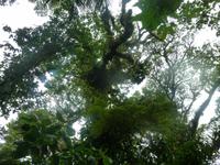 Nebelwaldreservat Santa Elena