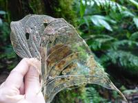 Nebelwaldreservat Santa Elena