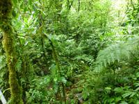 Nebelwaldreservat Santa Elena