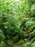 Nebelwaldreservat Santa Elena