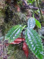 Nebelwaldreservat Santa Elena