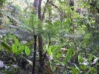 Nebelwaldreservat Santa Elena