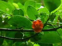 Nebelwaldreservat Santa Elena