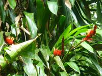 Nebelwaldreservat Santa Elena