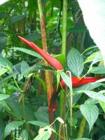 Nebelwaldreservat Santa Elena