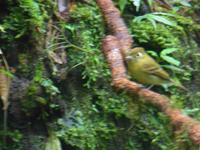 Nebelwaldreservat Santa Elena