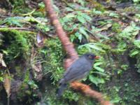 Nebelwaldreservat Santa Elena