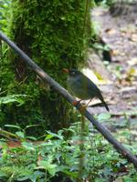 Nebelwaldreservat Santa Elena