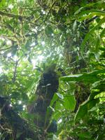 Nebelwaldreservat Santa Elena