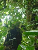 Nebelwaldreservat Santa Elena