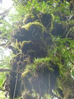 Nebelwaldreservat Santa Elena