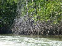 Mangroven