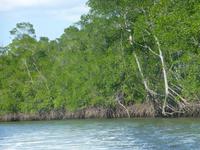 Bootsfahrt zu den Mangroven