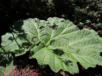 Schirm des armen Mannes