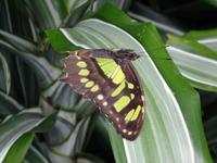 Schmetterling