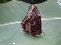 Schmetterling