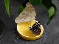 Im Schmetterlingshaus