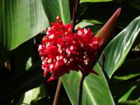 Pflanzenwelt auf Costa Rica