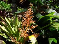 Pflanzenwelt auf Costa Rica