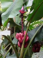 Pflanzenwelt auf Costa Rica