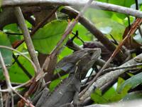 Jesus Christus Eidechse