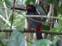 Tierwelt Costa Ricas