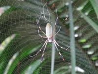 Tierwelt Costa Ricas