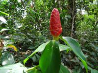 Pflanzenwelt auf Costa Rica