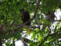 Tierwelt Costa Ricas