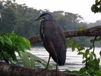 Tierwelt Costa Ricas