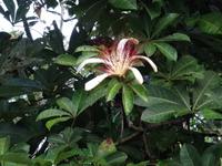 Pflanzenwelt auf Costa Rica