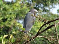 Tierwelt Costa Ricas