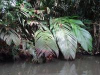 Vegetation in Tortuguero