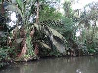 Vegetation in Tortuguero
