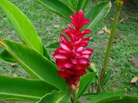 Pflanzenwelt auf Costa Rica