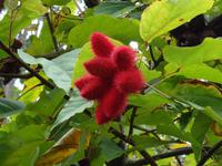 Pflanzenwelt auf Costa Rica