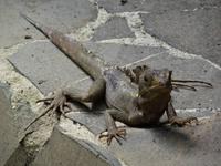 Tierwelt Costa Ricas