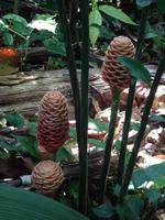 Pflanzenwelt auf Costa Rica