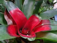 Pflanzenwelt auf Costa Rica