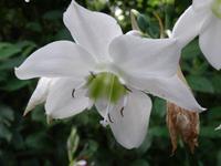 Pflanzenwelt auf Costa Rica