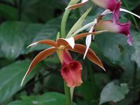 Pflanzenwelt auf Costa Rica