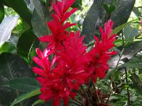 Pflanzenwelt auf Costa Rica