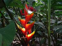 Pflanzenwelt auf Costa Rica