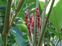 Pflanzenwelt auf Costa Rica