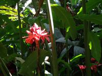 Pflanzenwelt auf Costa Rica