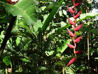 Pflanzenwelt auf Costa Rica