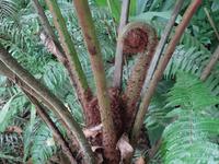 Pflanzenwelt auf Costa Rica